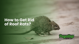 How to Get Rid of Roof Rats