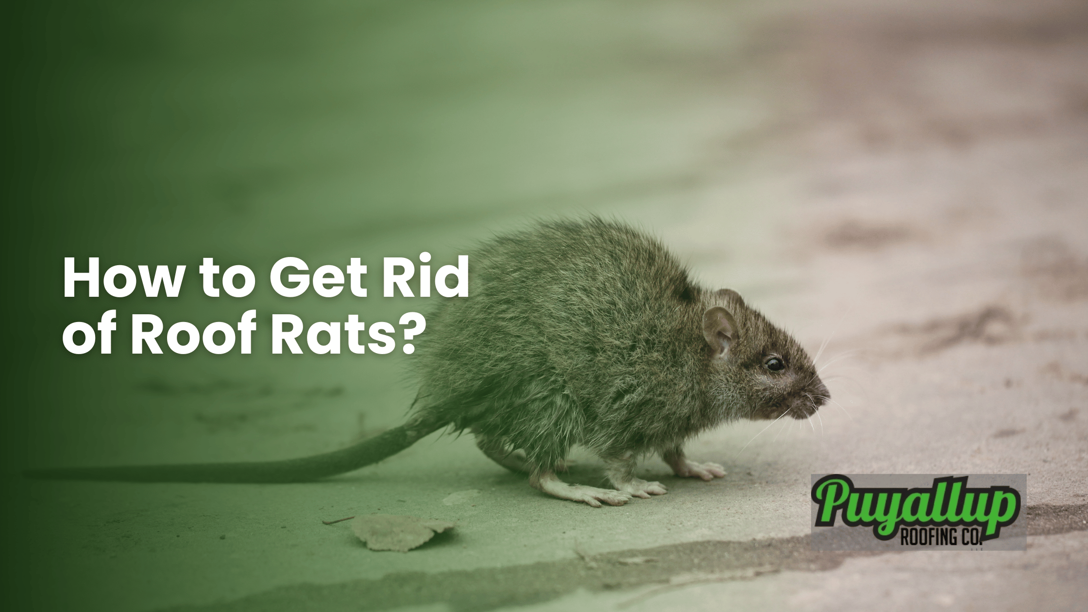 How to Get Rid of Roof Rats
